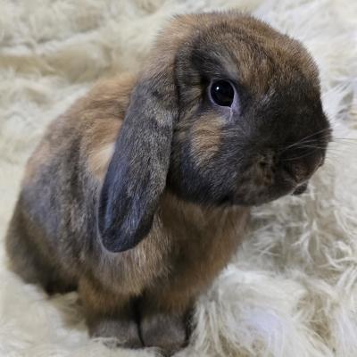 Niblet