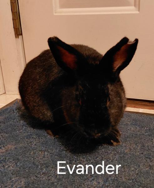 EVANDER
