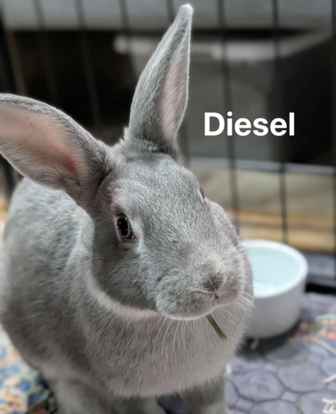 DIESEL