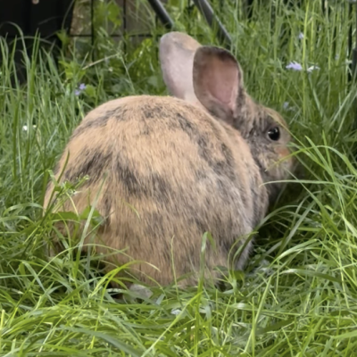 PLAYBOY