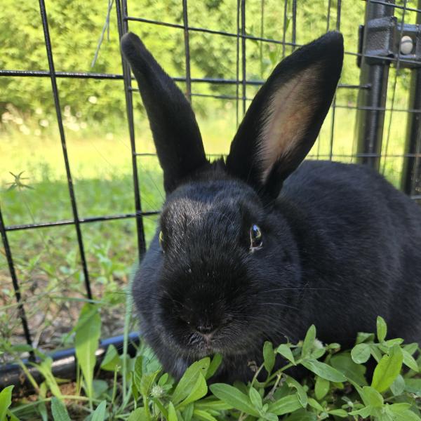 PERCY