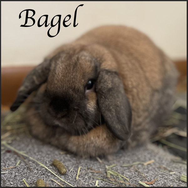 BAGEL