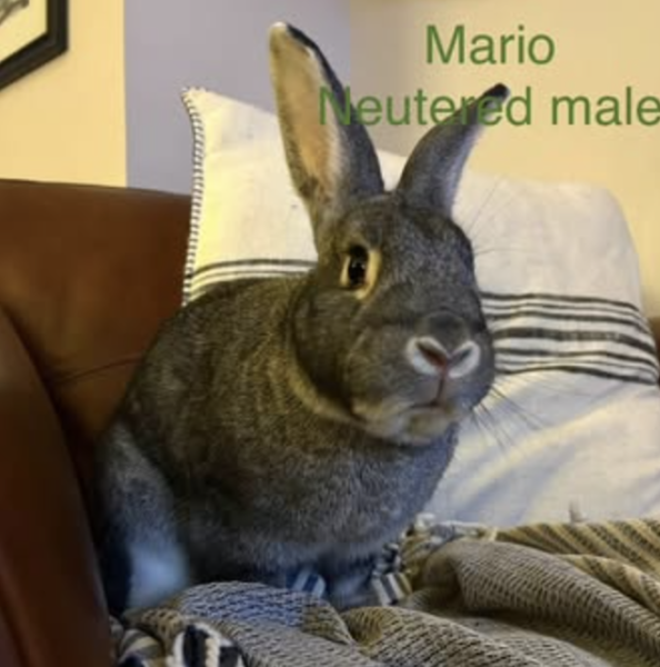 MARIO