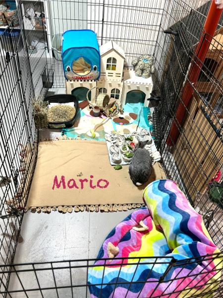 MARIO