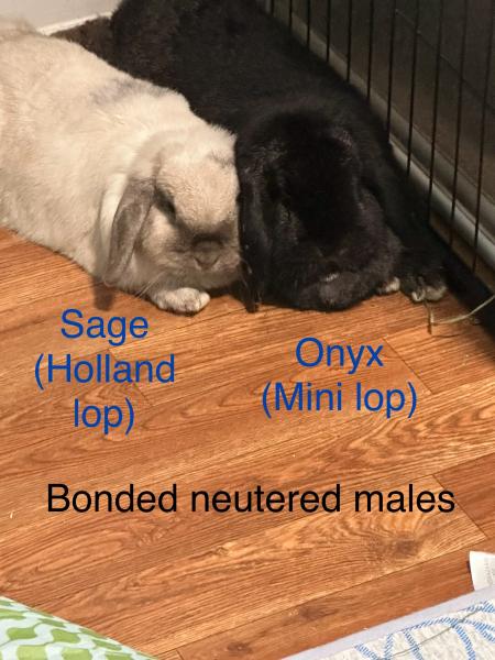 SEIJI/SAGE