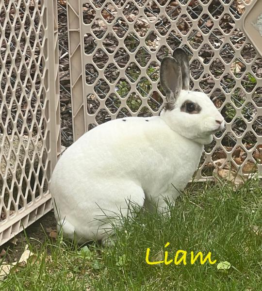 LIAM