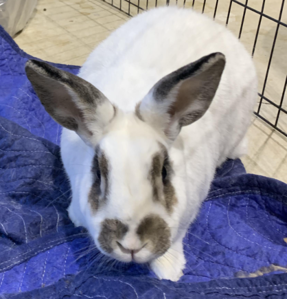 RABBIT ANGELS RABBIT RESCUE