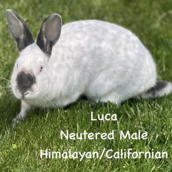 LUCA
