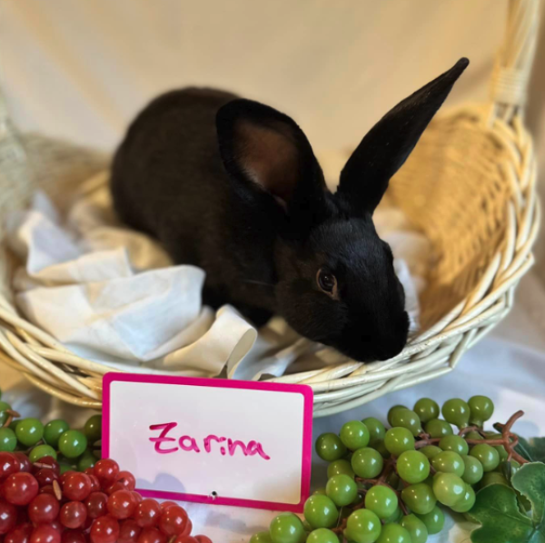 ZARINA
