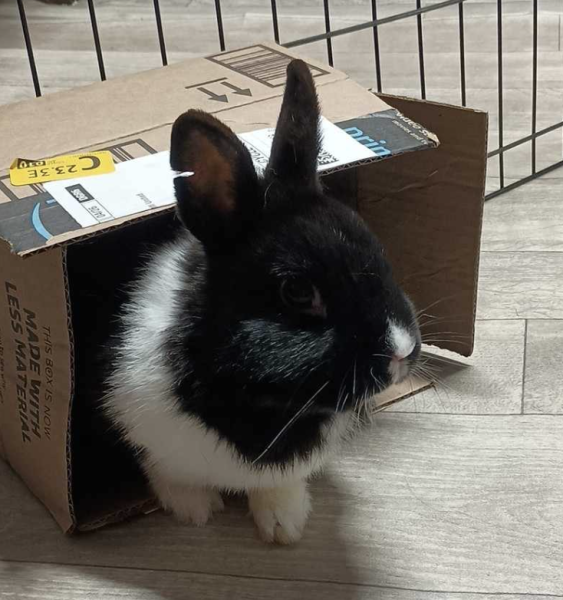 RABBIT ANGELS RABBIT RESCUE