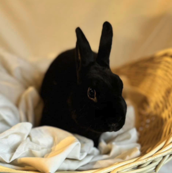 RABBIT ANGELS RABBIT RESCUE