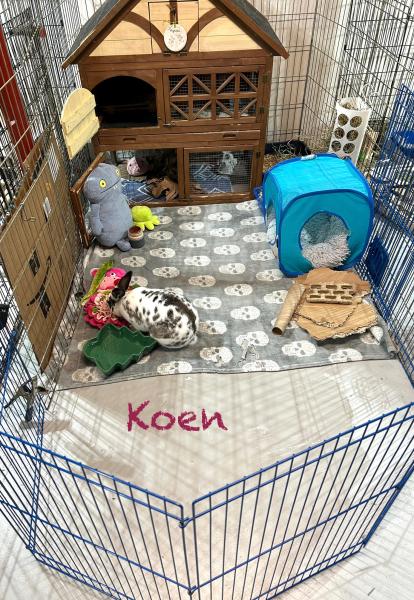 KOEN