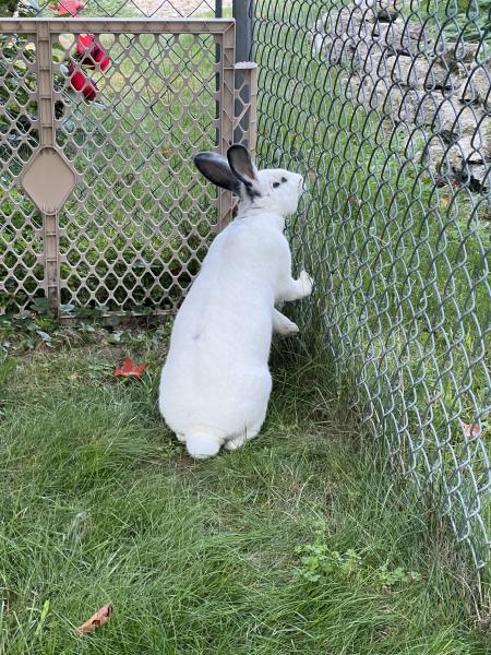 DIVA