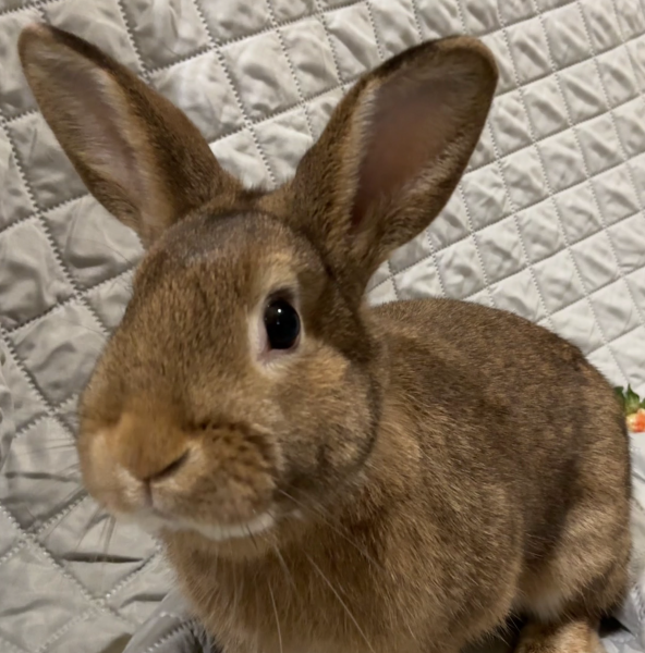 FERNANDO