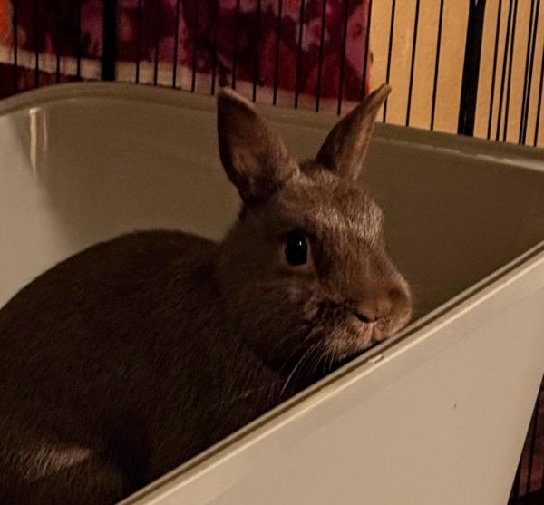 BOSCO