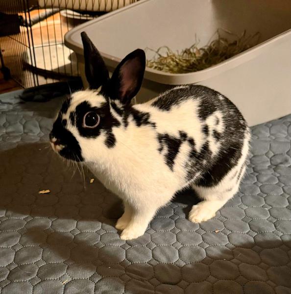 NOVA