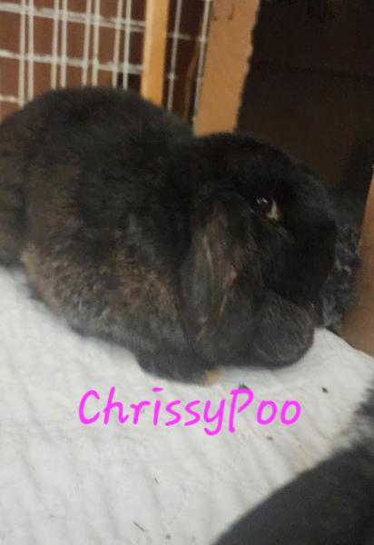 CHRISSY