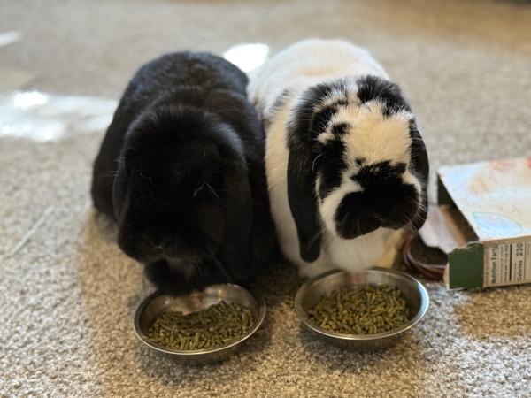 BUNN