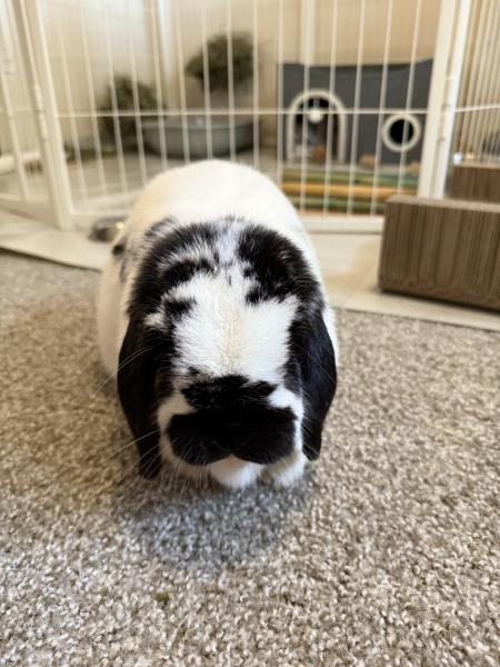 BUNN