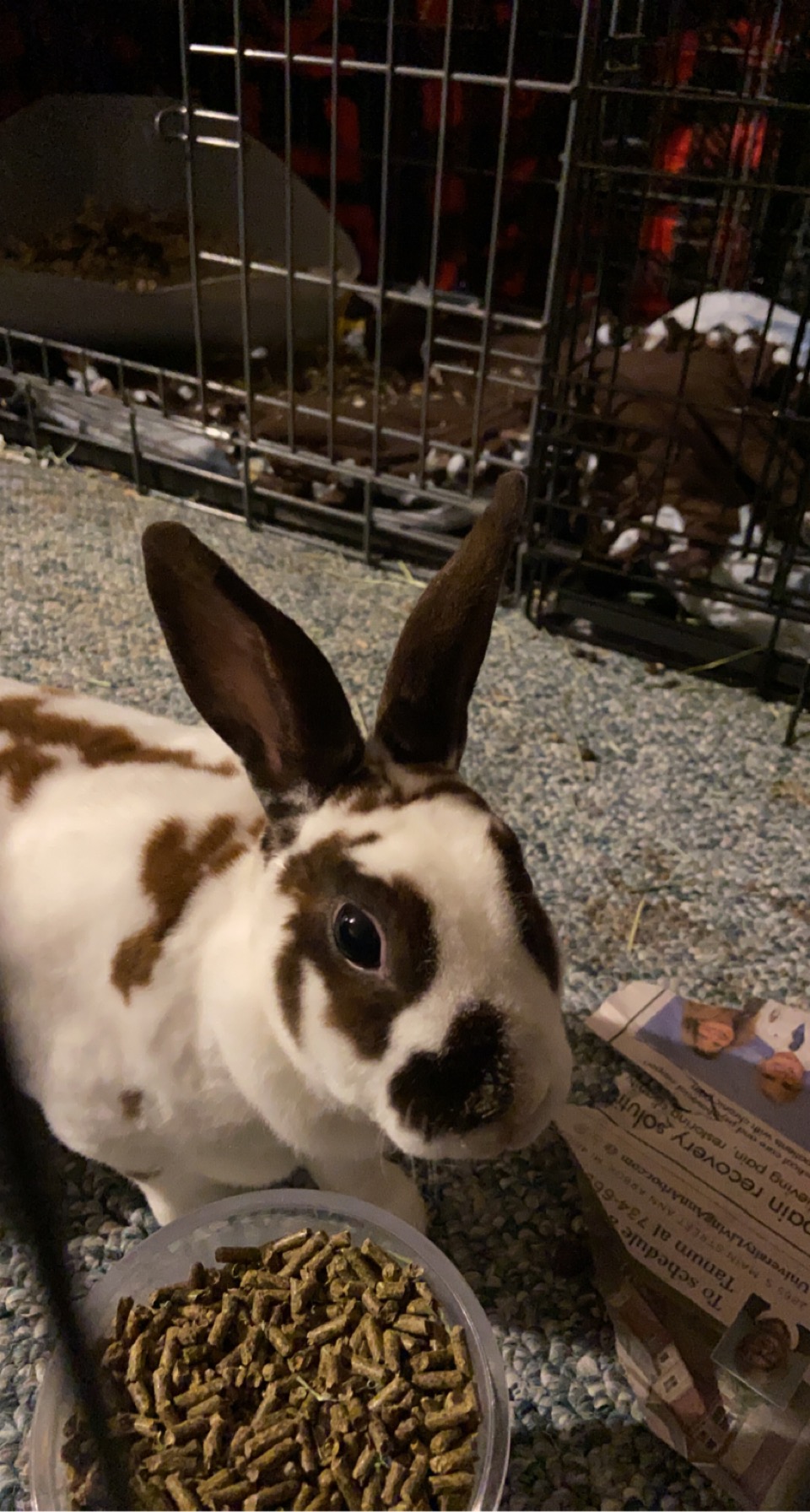 DAISY