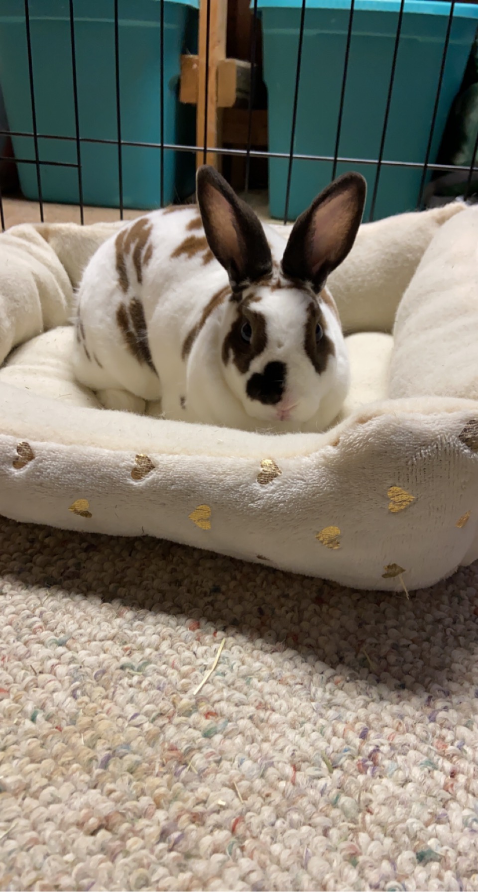 DAISY