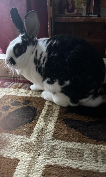 NAPOLEON