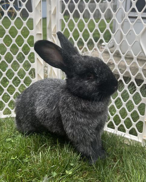 BUNNIFER