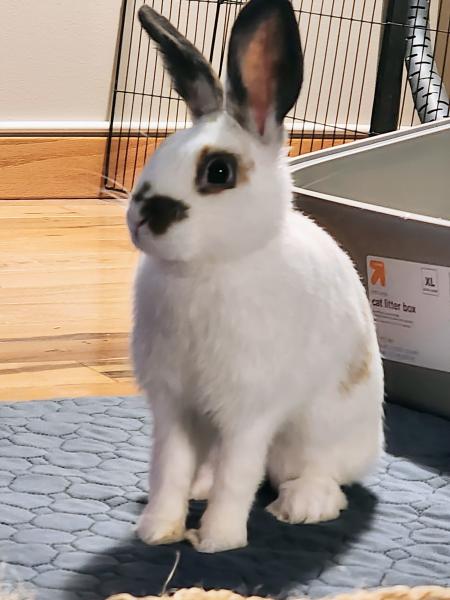 SOPHIA