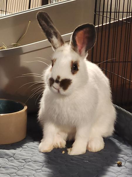 SOPHIA