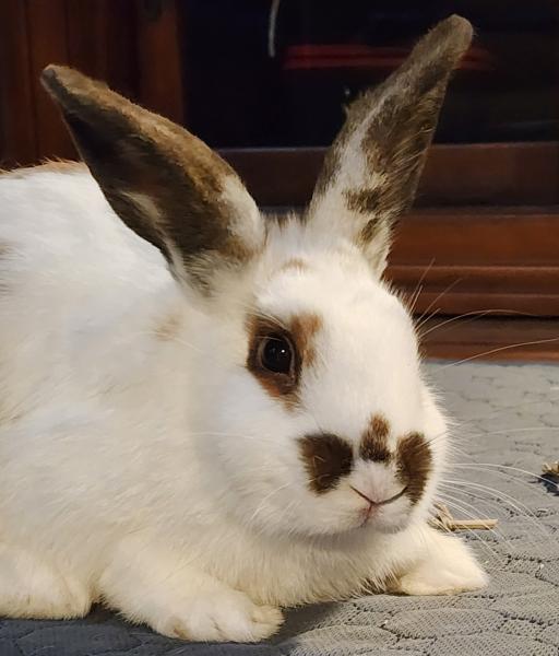 SOPHIA